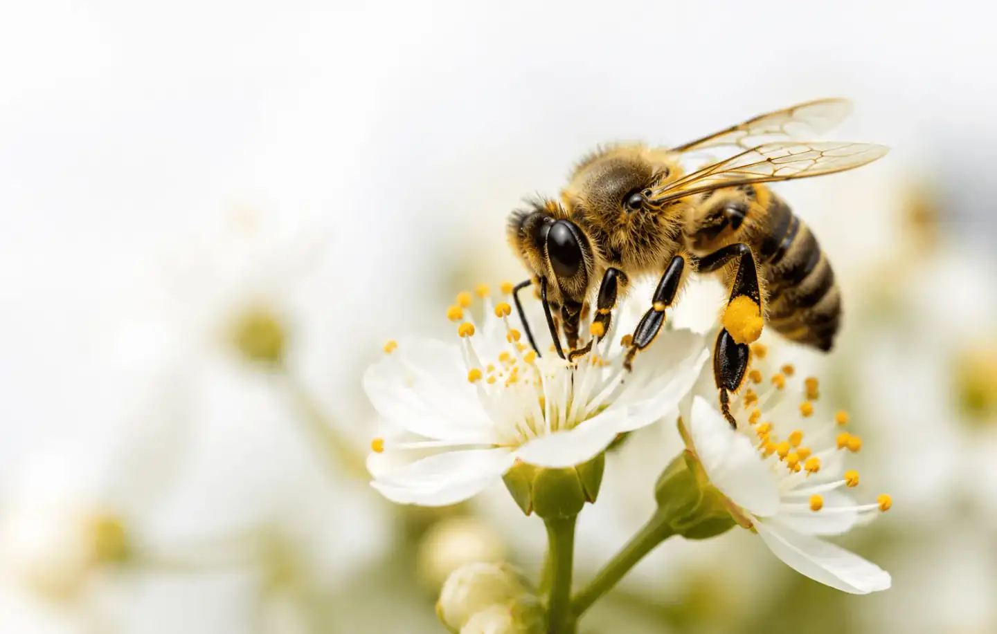 A honeybee gathering pollen from white blossoms